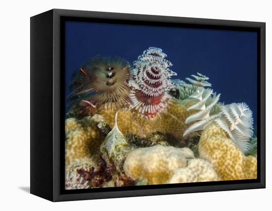 Multiple Christmas Tree Worms, Curacao-Stocktrek Images-Framed Premier Image Canvas