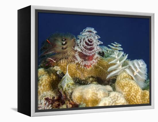 Multiple Christmas Tree Worms, Curacao-Stocktrek Images-Framed Premier Image Canvas