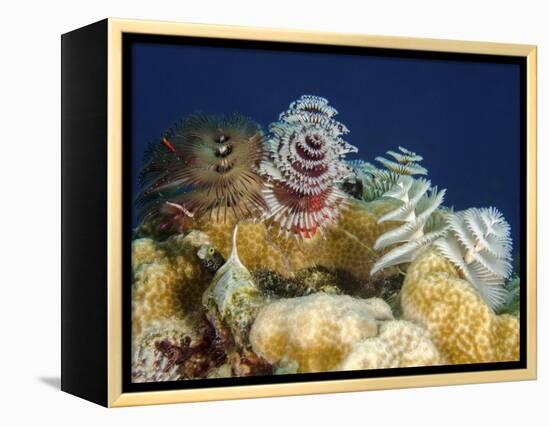 Multiple Christmas Tree Worms, Curacao-Stocktrek Images-Framed Premier Image Canvas