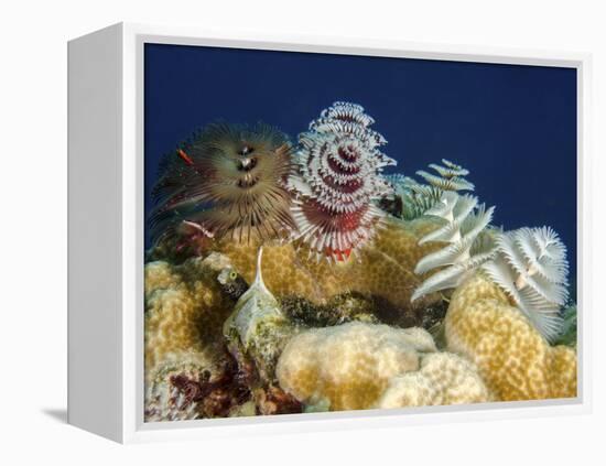 Multiple Christmas Tree Worms, Curacao-Stocktrek Images-Framed Premier Image Canvas