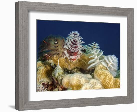 Multiple Christmas Tree Worms, Curacao-Stocktrek Images-Framed Photographic Print