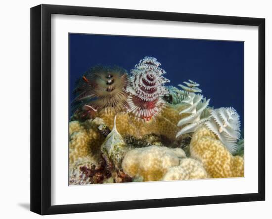 Multiple Christmas Tree Worms, Curacao-Stocktrek Images-Framed Photographic Print