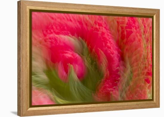 Multiple-Exposure of Bouquet of Red Tulip Flowers-Rona Schwarz-Framed Premier Image Canvas