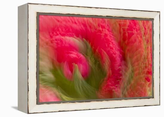 Multiple-Exposure of Bouquet of Red Tulip Flowers-Rona Schwarz-Framed Premier Image Canvas