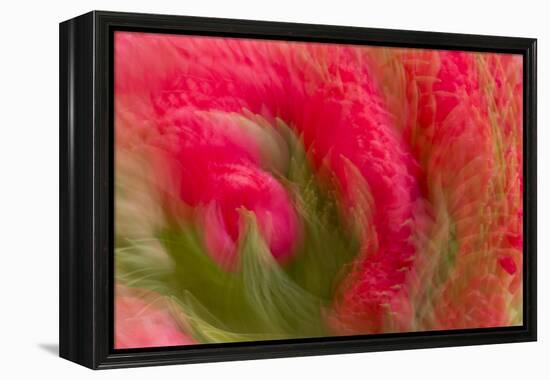 Multiple-Exposure of Bouquet of Red Tulip Flowers-Rona Schwarz-Framed Premier Image Canvas