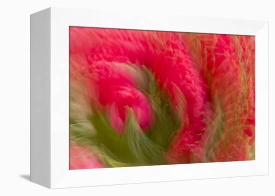 Multiple-Exposure of Bouquet of Red Tulip Flowers-Rona Schwarz-Framed Premier Image Canvas