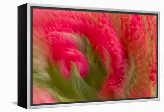 Multiple-Exposure of Bouquet of Red Tulip Flowers-Rona Schwarz-Framed Premier Image Canvas