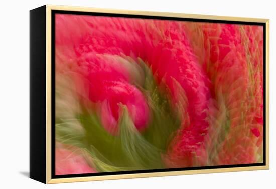 Multiple-Exposure of Bouquet of Red Tulip Flowers-Rona Schwarz-Framed Premier Image Canvas