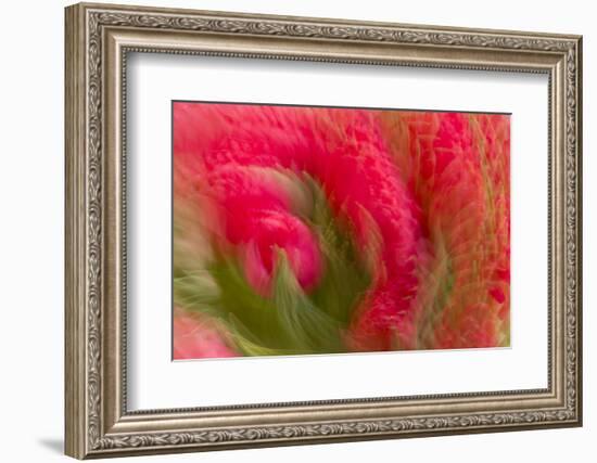 Multiple-Exposure of Bouquet of Red Tulip Flowers-Rona Schwarz-Framed Photographic Print