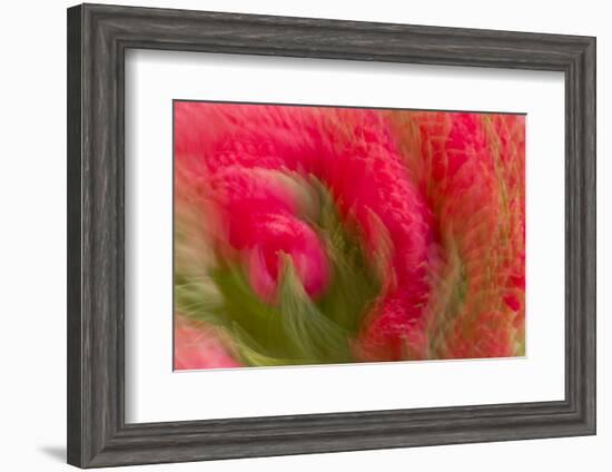 Multiple-Exposure of Bouquet of Red Tulip Flowers-Rona Schwarz-Framed Photographic Print