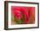 Multiple-Exposure of Bouquet of Red Tulip Flowers-Rona Schwarz-Framed Photographic Print