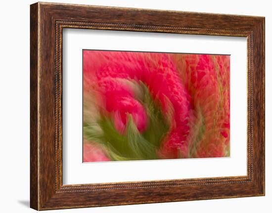 Multiple-Exposure of Bouquet of Red Tulip Flowers-Rona Schwarz-Framed Photographic Print