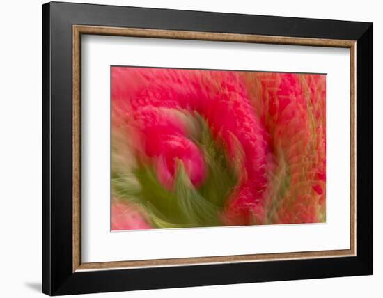 Multiple-Exposure of Bouquet of Red Tulip Flowers-Rona Schwarz-Framed Photographic Print