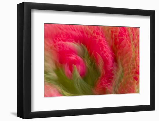 Multiple-Exposure of Bouquet of Red Tulip Flowers-Rona Schwarz-Framed Photographic Print