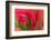 Multiple-Exposure of Bouquet of Red Tulip Flowers-Rona Schwarz-Framed Photographic Print