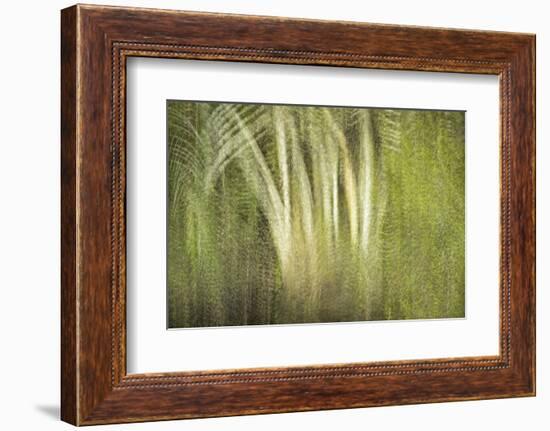 Multiple Exposure of Florida Palm Trees in Water-Rona Schwarz-Framed Photographic Print