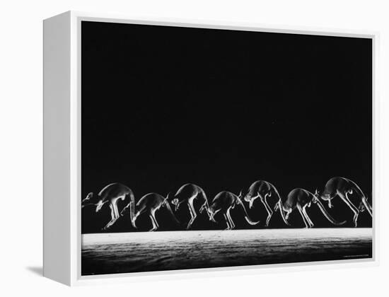 Multiple Exposure of Hopping Kangaroos-Ralph Morse-Framed Premier Image Canvas