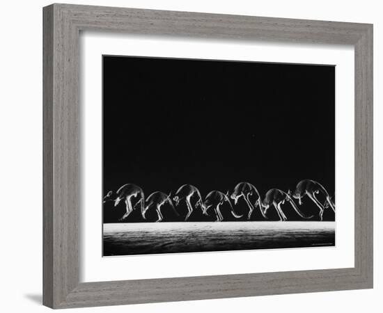 Multiple Exposure of Hopping Kangaroos-Ralph Morse-Framed Photographic Print