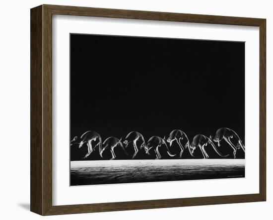 Multiple Exposure of Hopping Kangaroos-Ralph Morse-Framed Photographic Print