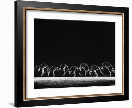 Multiple Exposure of Hopping Kangaroos-Ralph Morse-Framed Photographic Print