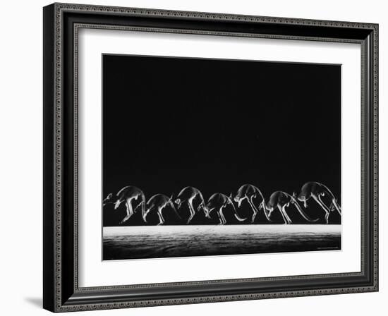 Multiple Exposure of Hopping Kangaroos-Ralph Morse-Framed Photographic Print
