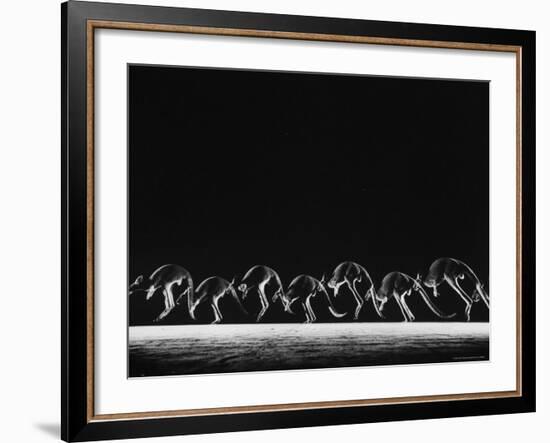 Multiple Exposure of Hopping Kangaroos-Ralph Morse-Framed Photographic Print