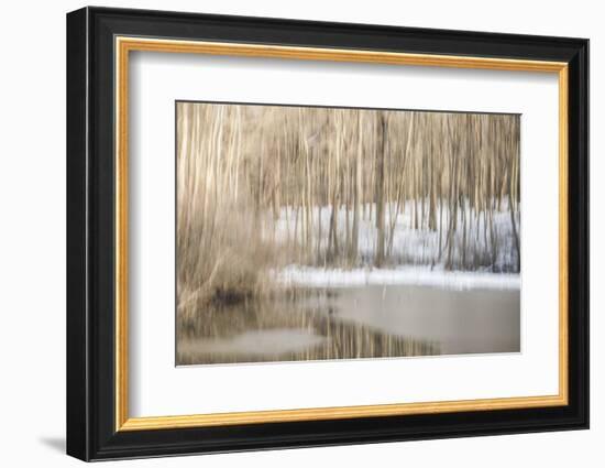 Multiple Exposure of Trees in Winter, Eagle Creek Park, Indiana-Rona Schwarz-Framed Photographic Print