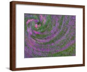 Multiple Exposure Swirl of Purple Petunias, Arlington, Virginia, USA-Corey Hilz-Framed Photographic Print