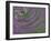 Multiple Exposure Swirl of Purple Petunias, Arlington, Virginia, USA-Corey Hilz-Framed Photographic Print