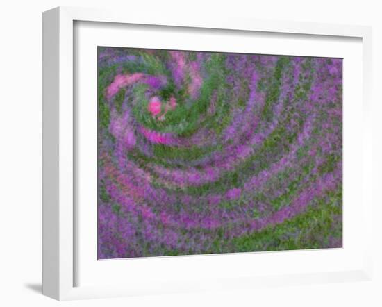 Multiple Exposure Swirl of Purple Petunias, Arlington, Virginia, USA-Corey Hilz-Framed Photographic Print