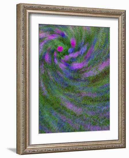 Multiple Exposure Swirl of Purple Petunias, Arlington, Virginia, USA-Corey Hilz-Framed Photographic Print