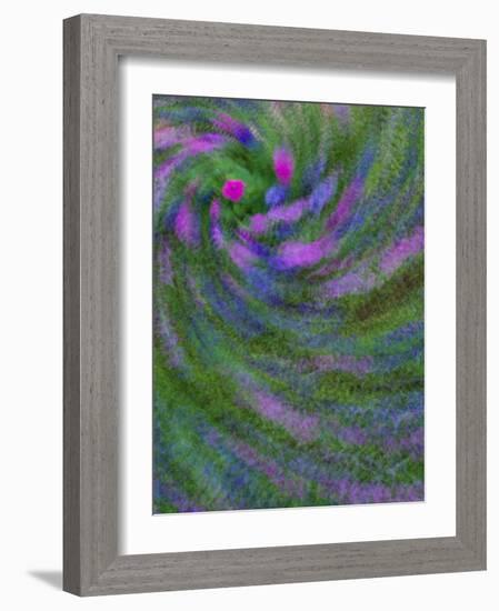 Multiple Exposure Swirl of Purple Petunias, Arlington, Virginia, USA-Corey Hilz-Framed Photographic Print