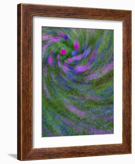 Multiple Exposure Swirl of Purple Petunias, Arlington, Virginia, USA-Corey Hilz-Framed Photographic Print