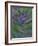 Multiple Exposure Swirl of Purple Petunias, Arlington, Virginia, USA-Corey Hilz-Framed Photographic Print