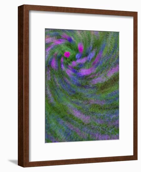 Multiple Exposure Swirl of Purple Petunias, Arlington, Virginia, USA-Corey Hilz-Framed Photographic Print