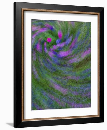 Multiple Exposure Swirl of Purple Petunias, Arlington, Virginia, USA-Corey Hilz-Framed Photographic Print