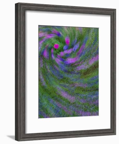 Multiple Exposure Swirl of Purple Petunias, Arlington, Virginia, USA-Corey Hilz-Framed Photographic Print