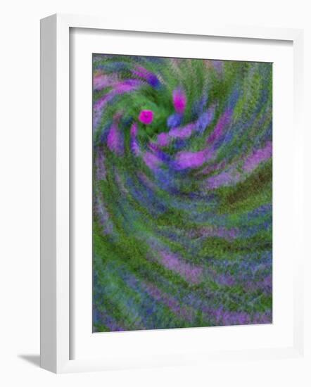 Multiple Exposure Swirl of Purple Petunias, Arlington, Virginia, USA-Corey Hilz-Framed Photographic Print