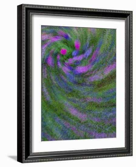 Multiple Exposure Swirl of Purple Petunias, Arlington, Virginia, USA-Corey Hilz-Framed Photographic Print