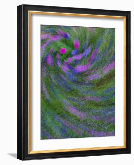 Multiple Exposure Swirl of Purple Petunias, Arlington, Virginia, USA-Corey Hilz-Framed Photographic Print