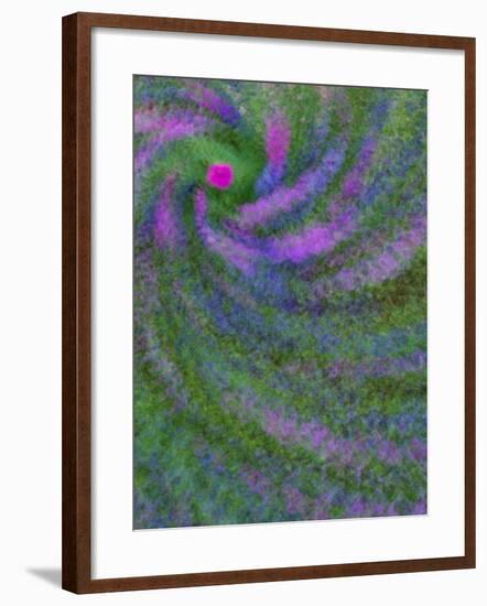 Multiple Exposure Swirl of Purple Petunias, Arlington, Virginia, USA-Corey Hilz-Framed Photographic Print