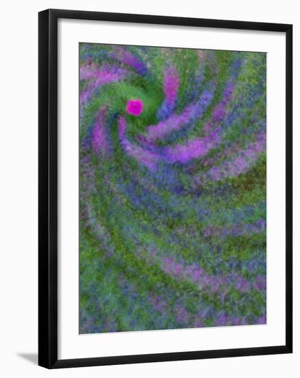 Multiple Exposure Swirl of Purple Petunias, Arlington, Virginia, USA-Corey Hilz-Framed Photographic Print