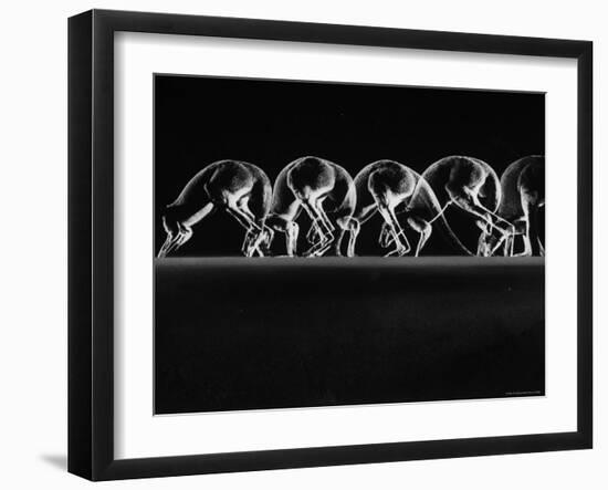 Multiple Exposures of Hopping Kangaroos-Ralph Morse-Framed Photographic Print