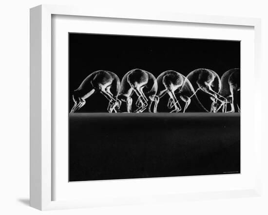 Multiple Exposures of Hopping Kangaroos-Ralph Morse-Framed Photographic Print