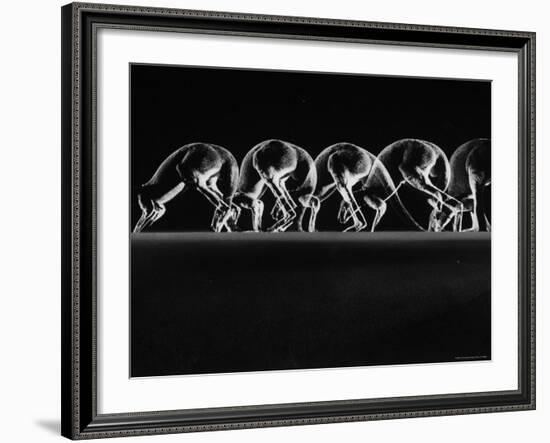 Multiple Exposures of Hopping Kangaroos-Ralph Morse-Framed Photographic Print