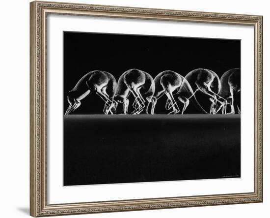 Multiple Exposures of Hopping Kangaroos-Ralph Morse-Framed Photographic Print