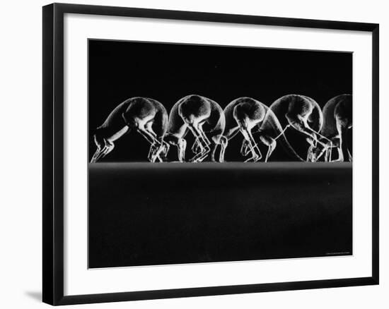 Multiple Exposures of Hopping Kangaroos-Ralph Morse-Framed Photographic Print