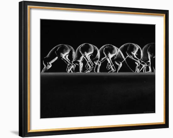 Multiple Exposures of Hopping Kangaroos-Ralph Morse-Framed Photographic Print