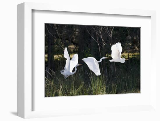 Multiple Exposures of Large White Bird Taking Flight in Sunlit Florida Swamp-David Alexander Stein-Framed Photographic Print