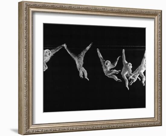 Multiple Exposures of Monkey Swinging-Ralph Morse-Framed Photographic Print